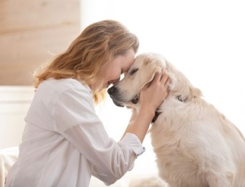 Communicating Telepathically with Your Dog: Tips and Techniques